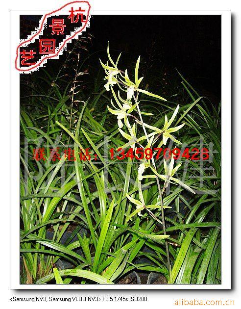 室内观花植物寒兰批发批发兰花产地直销