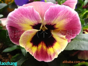 草花三景—三景园林园艺工程