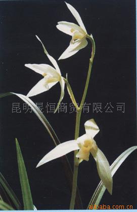 ѩ