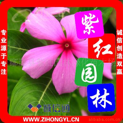 മ죬ǣţڻپգ