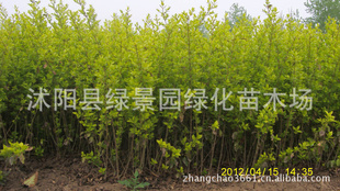 ۽ҶŮС40-60cm0.5Ԫһ