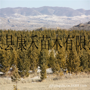 35—50cm꼾