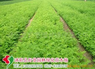 뻱С硢뻱Сء뻱