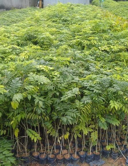 海南黄花梨苗,海南黄檀苗,降香黄檀苗信息