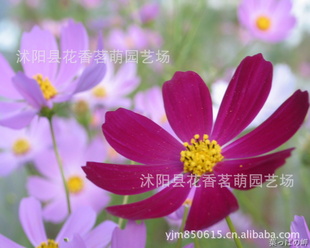 ۻӣī粨˹ա˹յȸ
