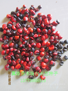 白玉兰种子白玉兰树种子木兰花种子自家采收木兰花种子