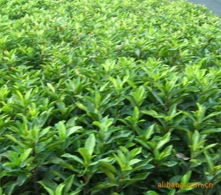 湖南杜鹃等各种扦插苗8-15cm,樟树,桂花等籽播苗5-8c,
