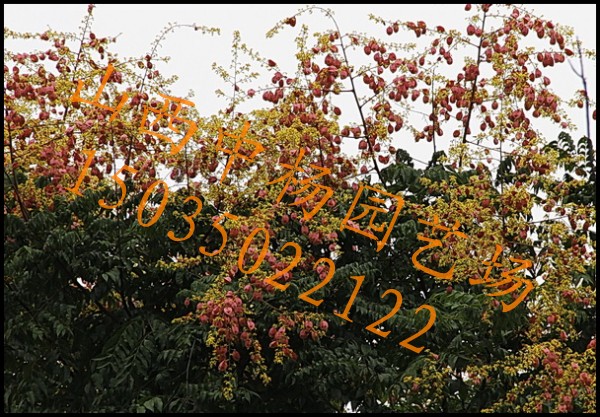 ѡӣӡҡǮӣ