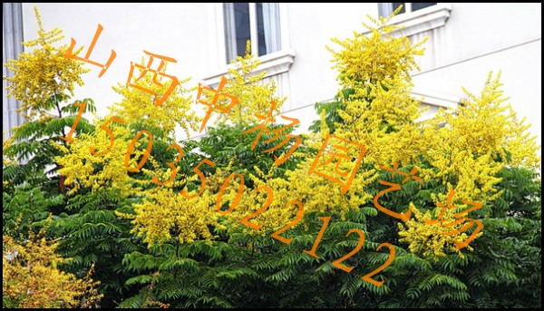ӣ15֣٣ż