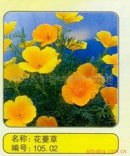 ۻӻ