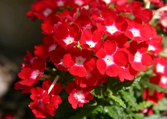 ӣӣӣӼ۸