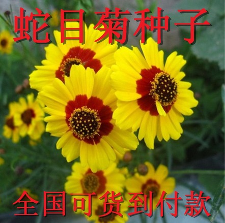 ĿĿĿ׿컨