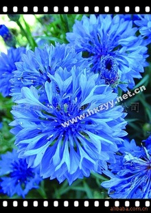 ԰ջܽʸ