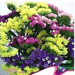 ԭװƷʰԼ30/ֲԻ