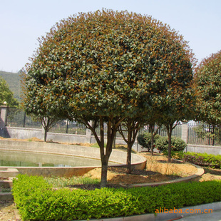 低价精品桂花树===精品高分支桂花树,低分支桂花树.