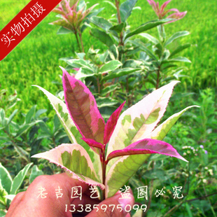 ߲ҶС10cm-12cm