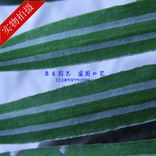 ϧƷɼǤ10CM̻