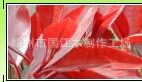 ҶʯҶʯС25cmϹ