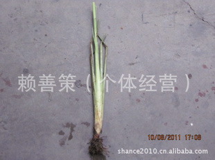 ֱ̩é磬ɻʸߴ99%