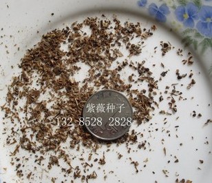 ޱ컨ޱǮƤɼɺ