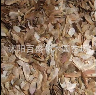 红枫种子美国红枫种子