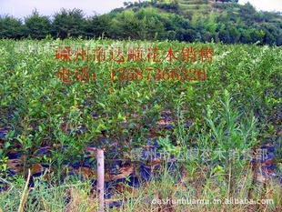 提供垂丝海棠小苗,西府海棠小苗四季红红枫小苗红枫小苗