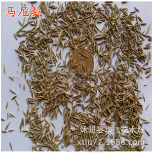 马尼拉草籽