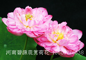 رԴɻ