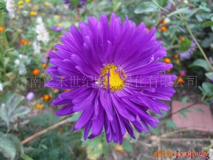 ӵرݻ-