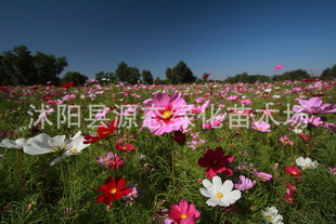 ڻӲ˹Ӹɣ˹Ӱѿ