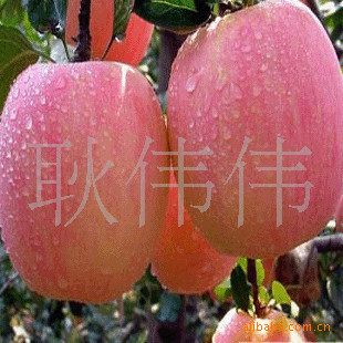 츻ʿƻӸ߲