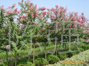 ޽Ӻ컨ޱ,ޱ,ޱƷ,ޱɻʸ