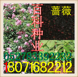 ۣǾޱ(