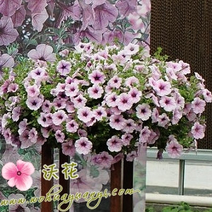 ǣţӽڴǣţ