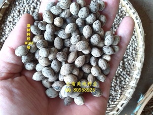 20138²ɵMachilusseeds