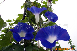 ձǣţӣϵУӣ֣