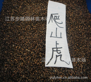ɽ硢Ӻͩӡľӡ