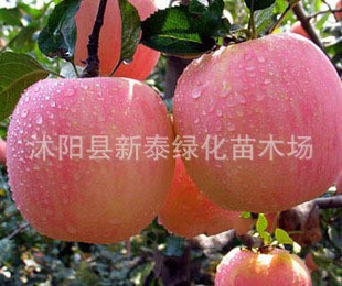ƻʲɼģ