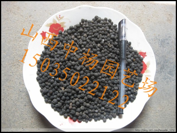 ӦӣӣӣС
