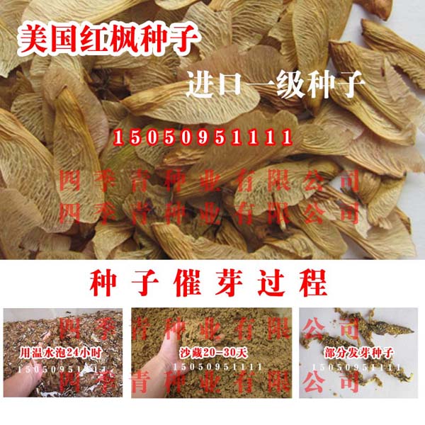 进口美国红枫种子,红枫价格,红枫出芽率,红枫播种