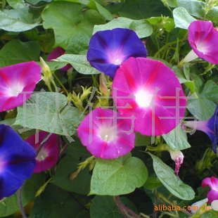 ǣţӻֲӴǣţ