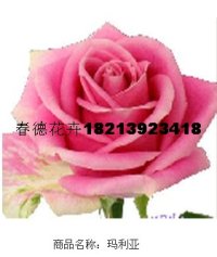 ¼¼
