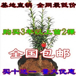 춹ɼС磨ֳ磩