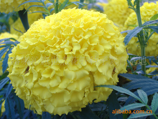 پӣF1