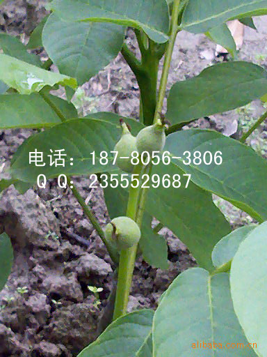 8518۸8518