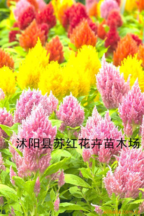 :ڻ(켦)