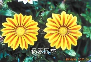رѫ»
