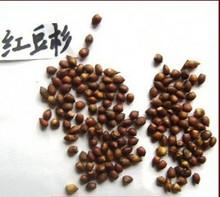 红豆杉种子美国红枫种子