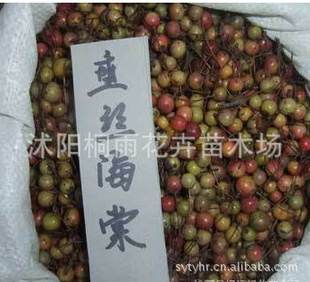 大量;垂丝海棠种子价格优惠等各种花卉种子
