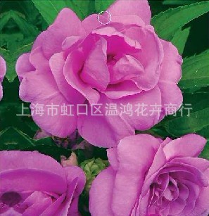 ϺºԻ/ϲ軨Լ20/ذ